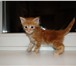 Продаю котят породы Мейн Кун 3 месяца, есть кошечка и котики,  Клубные с родословной 23 000 т, р,  В 69512  фото в Москве