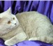 Изображение в Домашние животные Вязка Британский гладкошерстный котик,чемпион клуба в Курске 1 000