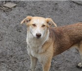Изображение в Домашние животные Отдам даром Красавка- очень интересная собачка, молодая, в Челябинске 0