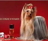 Фото в Домашние животные Услуги для животных Опытный грумер с любовью и вниманием приведет в Новороссийске 0