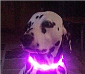 Фото в Домашние животные Товары для животных Светящиеся ошейники для собак и кошек оптом в Москве 0