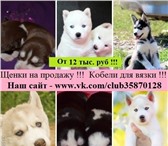 В продаже щеночки очень красивые черно-белые 4782398 Сибирский хаски фото в Переславль-Залесский
