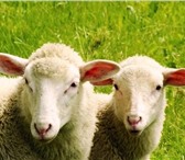 Foto в Домашние животные Другие животные Продам овец плодовитой, генетически чистой в Нижнекамске 1