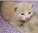 Фотография в Домашние животные Отдам даром Отдам в добрые, заботливые руки!Эти котятки в Мценск 0