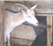 Foto в Домашние животные Другие животные Продаются две козы,  обе дают молоко и козел. в Москве 0