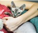 Фотография в Домашние животные Вязка Ищу канадского сфинкса для своей кошечки в Донецк 0