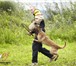 Foto в Домашние животные Услуги для животных Эффективные методики дрессировки. Знаем подход в Тюмени 600