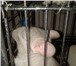 Фото в Домашние животные Другие животные Продаются три шиншиллы: самка, самец и детеныш в Нижнекамске 16 000