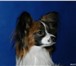 Foto в Домашние животные Вязка собак Предлагается для вязки элитный кобель папийона в Москве 10 000