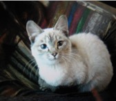 Фотография в Домашние животные Отдам даром красивый котенок, белый, с пепельными ушками, в Улан-Удэ 0