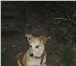 Фотография в Домашние животные Найденные 17 октября в районе Мамоного поля найден в Брянске 0