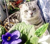 Фото в Домашние животные Вязка Породистый,красивый кот готов к вязке. Развязан,потомство в Москве 4 000