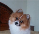 Изображение в Домашние животные Вязка собак Красивый мальчик померанского шпица (окрас в Челябинске 0