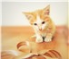 Foto в Домашние животные Отдам даром Отдам в дар  рыжего  котенка – 1,5 мес., в Астрахани 100