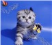 Решили купить котенка? Питомник кошек Микаэлла предлагает к продаже британских котят, котят шотла 68975  фото в Москве