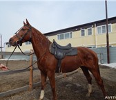 Изображение в Домашние животные Другие животные Для любителей конного спорта и лошадей предлагаю в Таганроге 100 000