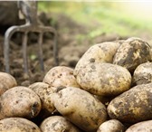Foto в Прочее,  разное Разное продам отборный картофель 60 ведер ,ведро в Томске 120