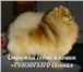 Фото в Домашние животные Услуги для животных Профессиональная стрижка собак и кошек на в Санкт-Петербурге 2 000