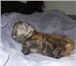 Котята Шотландской-вислоухой 1857369 Скоттиш фолд фото в Чите