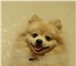 Фото в Домашние животные Вязка собак Немецкий малый шпиц окрас оранж ч отличной в Челябинске 10 000