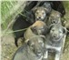 Фотография в ? Отдам даром-приму в дар 7 щеночков (3 мальчика и 4 девочки) ищут в Нижнем Новгороде 0