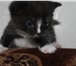Изображение в Домашние животные Отдам даром Отдам симпатичного котенка в хорошие руки в Петрозаводске 0