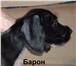 Продам Щенков Дойтч-Дратхаар 406639 Дратхаар фото в Екатеринбурге