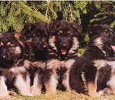 Продам щенков немецкой овчарки 1286370 Немецкая овчарка фото в Новосибирске