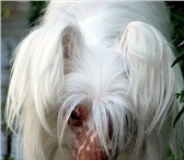 Фотография в Домашние животные Вязка собак Предлагается для вязок кобель Китайской Хохлатой в Москве 0