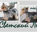 Фотография в Домашние животные Услуги для животных Салон "Светский Лев" предлагает для ваших в Барнауле 1 000