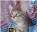 Продам котенка породы Норвежская Лесная 175331  фото в Новосибирске