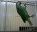 Изображение в Домашние животные Птички Продаю венисуэльских амазонов есть выбор. в Колпино 17 000