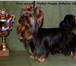Продам щенка йоркширского терьера,  миник,   мальчик, 152724  фото в Петрозаводске