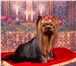 Фото в Домашние животные Вязка собак Питомник Мини Фанфини предлагает мини кобелей в Москве 5 000