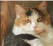 Фото в Домашние животные Услуги для животных Трехцветная лесная длинношерстная красавица в Улан-Удэ 0