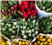 Фото в Прочее,  разное Разное Предлагаем тюльпаны экстра класса, выращенные в Омске 25