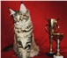 Питомник мейн кунов MaKaDami  (Москва) предлагает котят в хорошем породном типе 160347  фото в Москве