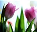 Foto в Домашние животные Растения Тюльпаны к 8 марта оптом и в розницу. Премиум в Красноярске 25