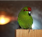 Foto в Домашние животные Птички Продаю ручного попугая Какарика (девочка) в Калуге 4 300