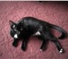 Изображение в Домашние животные Вязка Красивая черная кошечка, чистоплотаная, но в Нижнекамске 0