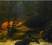Foto в Домашние животные Рыбки травоядная пиранья 2 штуки 5 лет 35см и 27см,сом-анцитрус в Егорьевск 1 500