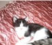 Фотография в Домашние животные Отдам даром Прелестные кошечки, есть черная, есть черно-белая. в Перми 0