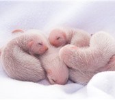 Изображение в Домашние животные Другие животные Малыши рождены 25 февраля от здоровых крупных в Нижнем Новгороде 5 000