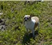 Foto в Домашние животные Вязка собак Красивый мальчик породы чихуахуа,окрас бело-рыжий, в Москве 0