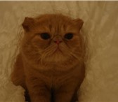 Foto в Домашние животные Вязка Экзотический персидский кот приглашает кошечек в Чебоксарах 0