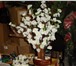 Изображение в Домашние животные Растения продаётся иск.дерево сакуры(собств.производство) в Москве 1 850