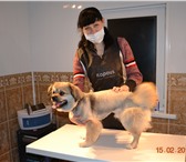 Фотография в Домашние животные Услуги для животных Профессиональный салонный груминг, возможен в Таганроге 500