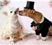 Фото в Домашние животные Услуги для животных Инструктор по вязке собак, все породы. Профессиональный в Москве 1 700
