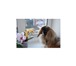 Изображение в Домашние животные Вязка собак Предлагается для вязок с красивыми и достойными в Ижевске 15 000