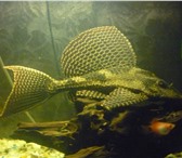 Foto в Домашние животные Рыбки очень красивый и неприхотливый в Пензе 1 000